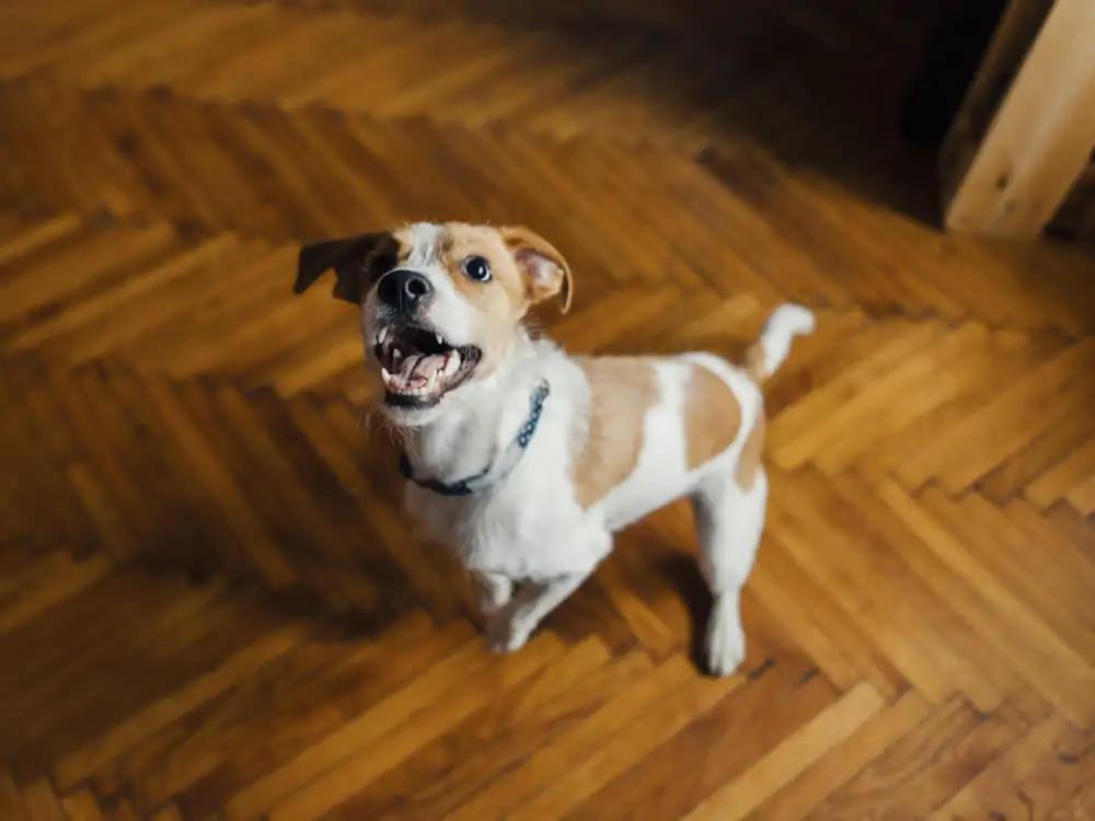 como proteger animais de energias negativas